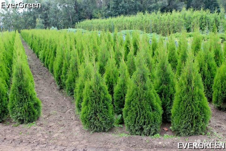 Туя из питомника