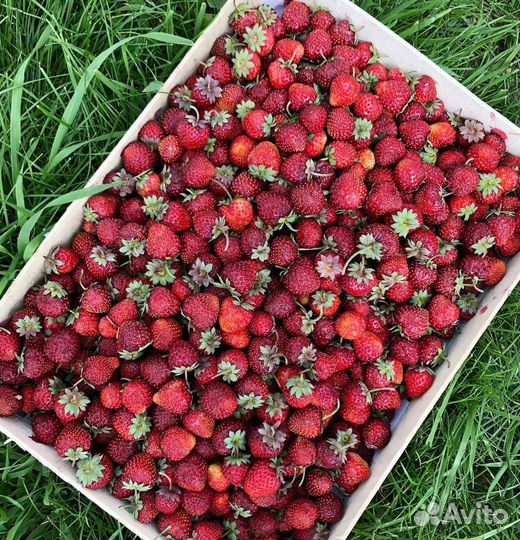 Клубника свежая