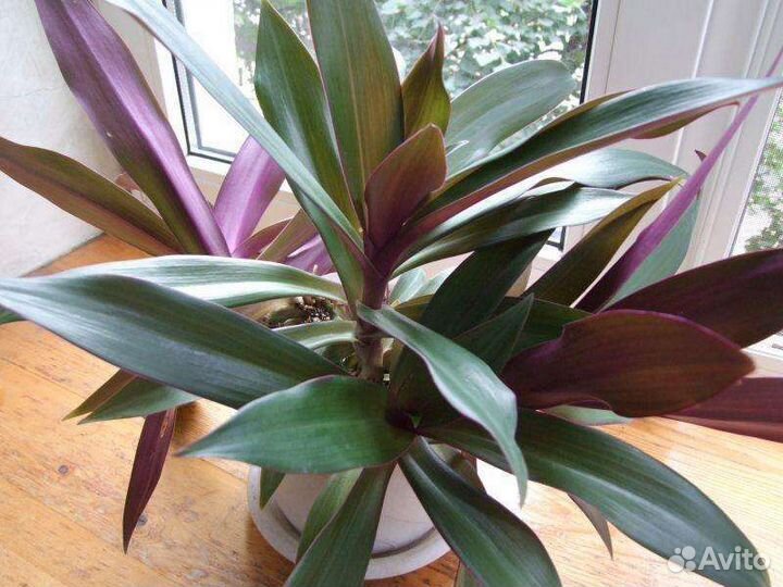 Традесканция рэо, комнатный цветок, растение