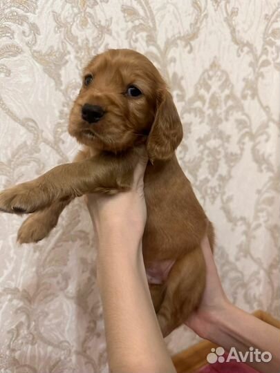 Кокер спаниель