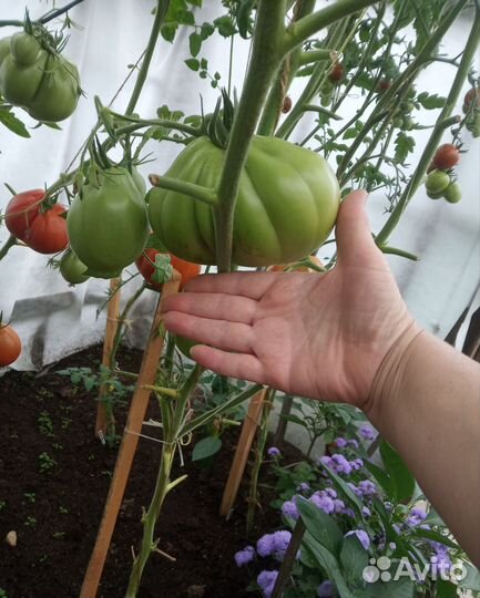 Рассада томатов