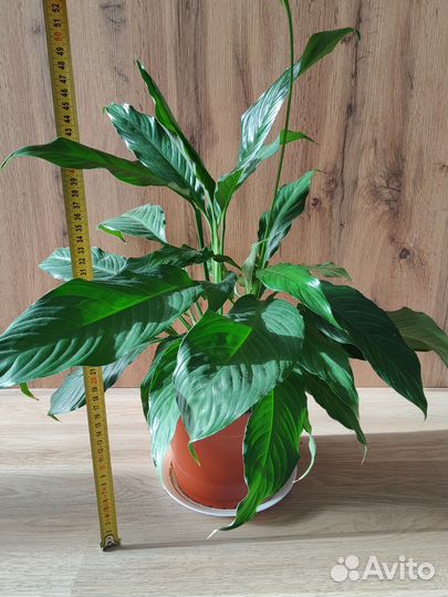 Спатифиллум