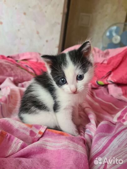 Котенок девочка 2мес