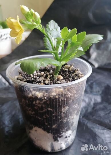 Каланхое цветущий. Жёлтый