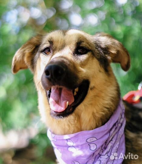 Собака бесплатно