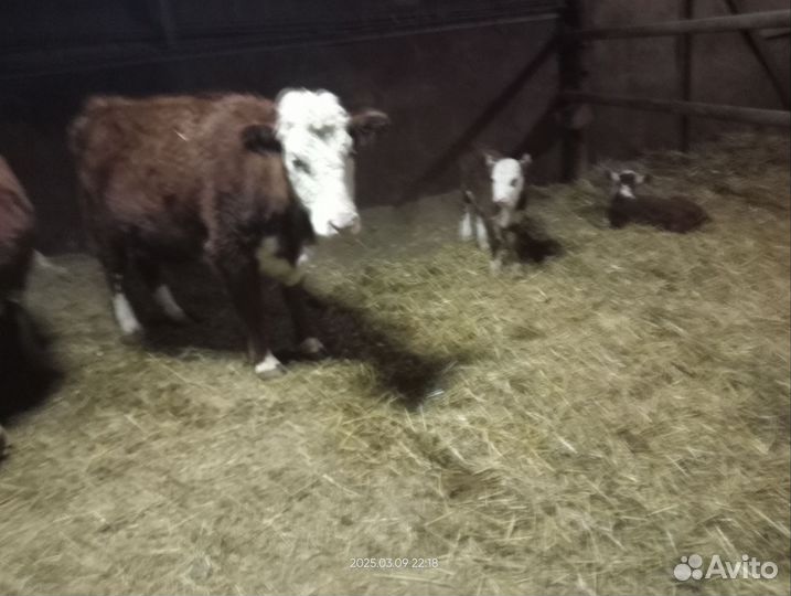 Коровы, телята