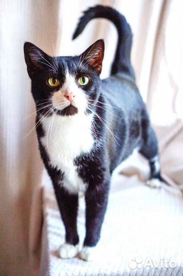 Маркиз большой- настоящий кот-бегемот)