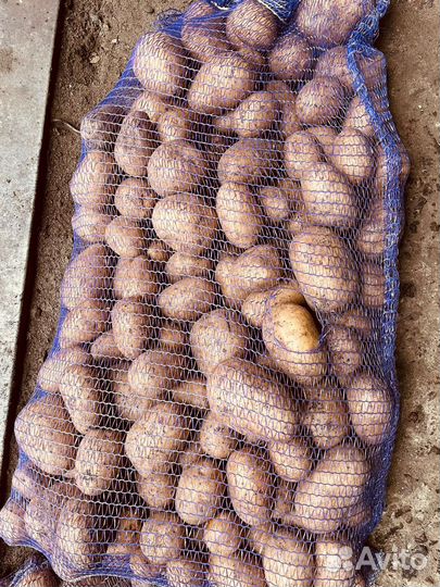 Картошка продажа