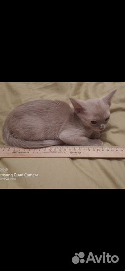 Бурманские котята, лиловый мальчик