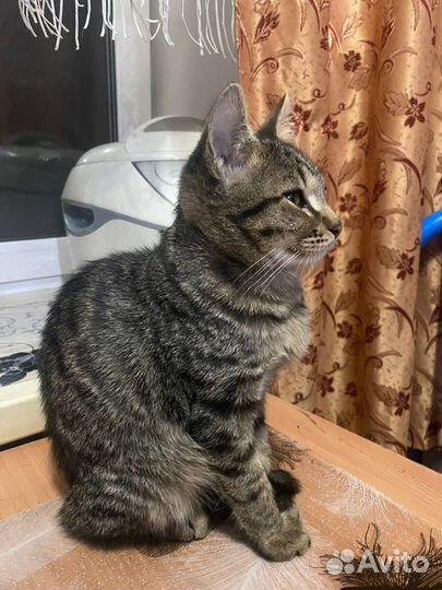 Котята