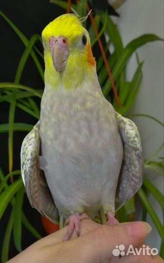 Птенцы попугая корелла и выкормыши