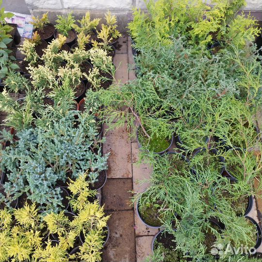 Можжевельник,туи, кипарисовик