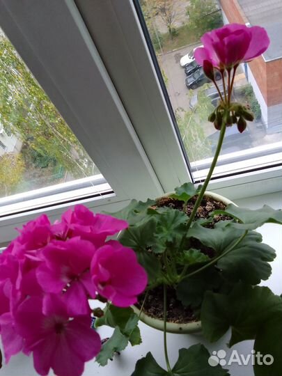 Герань комнатная