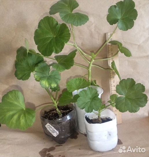 Герани(пеларгонии) розебудные 3 вида-набор