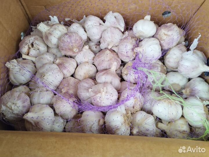 Продам Чеснок