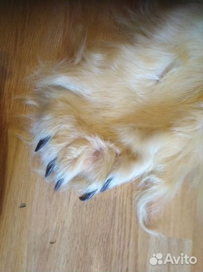 Шкура медведя имитация