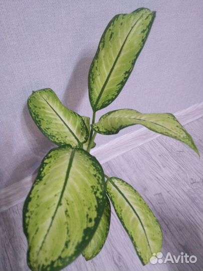 Диффенбахия