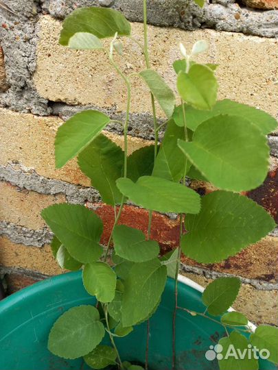 Ирга, абрикос Саратовский рубин, тёрн, облепиха