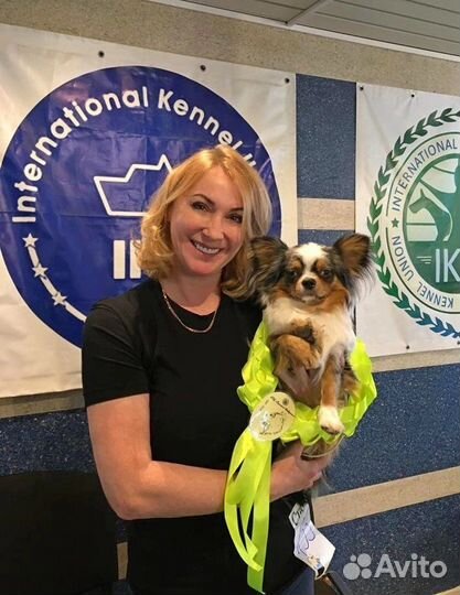 Вязка кобель чихуахуа