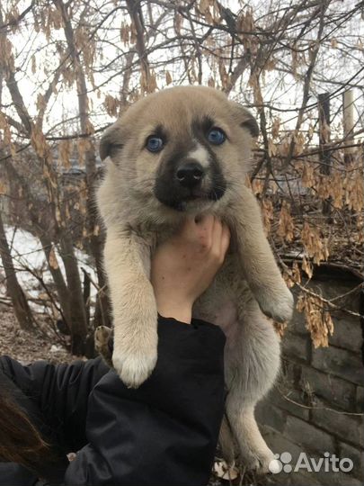 Щенки в добрые ручки