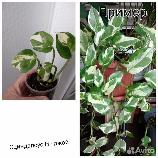 Комнатные цветы разные