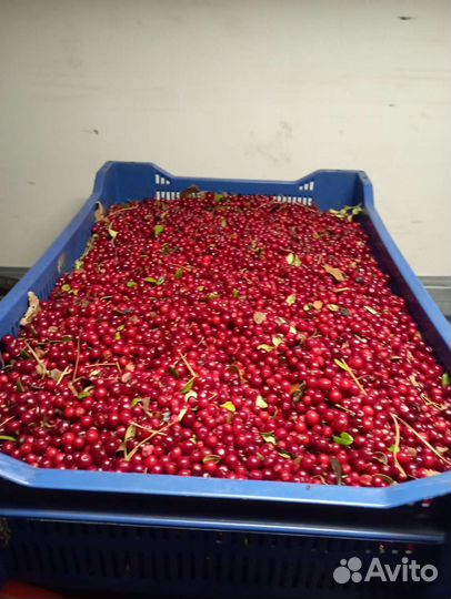 Брусника свежая оптом