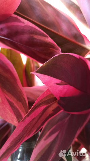 Строманта трехцветная или триколор