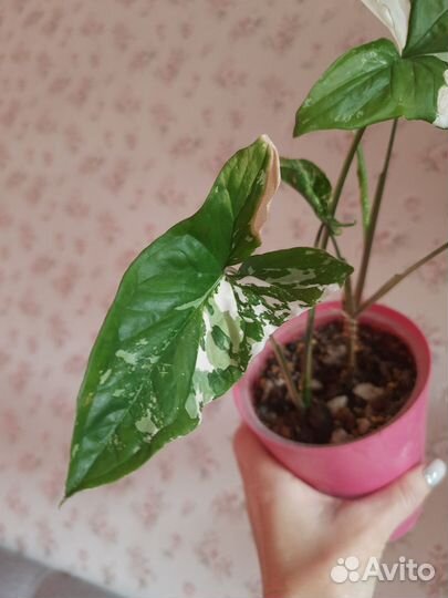 Церопегия вуду, сингониумы, фикусы