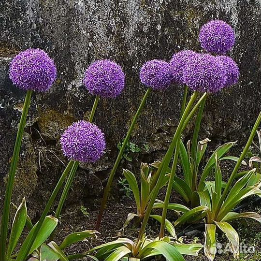 Афлатунский лук 11шт (3-5см)