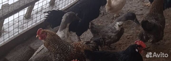 Яйцо утиное инкубационное