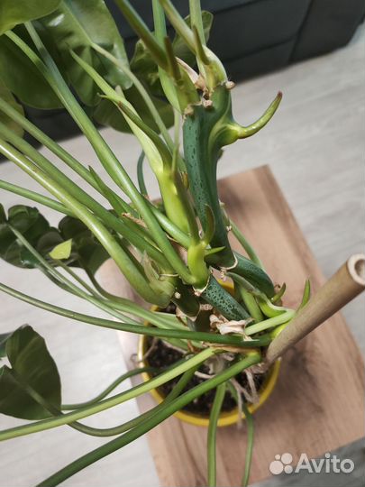 Филодендрон бурле макс