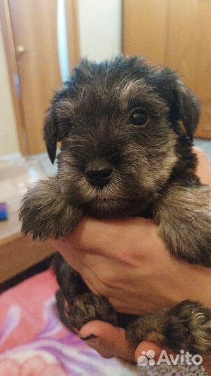 Цвергшнауцер