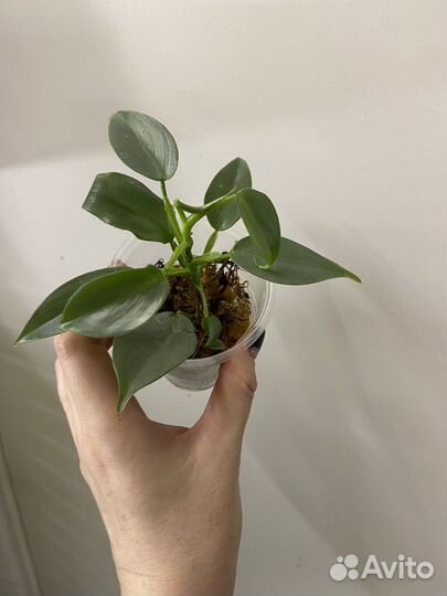 Филодендроны разные