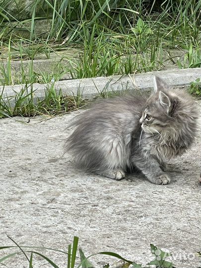 Кошка в дар