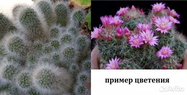 Адениум,хатиора,алоэ, каланхоэ,хлорофитум,кактусы