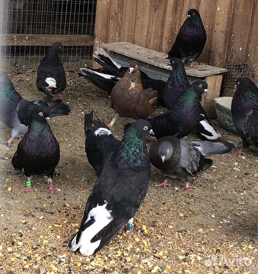 Голуби Николаевские