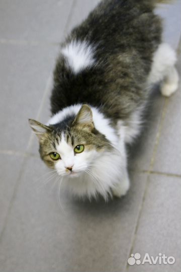 Видео.Маркиза.стерил-а