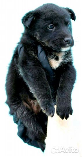 Малыши в дар