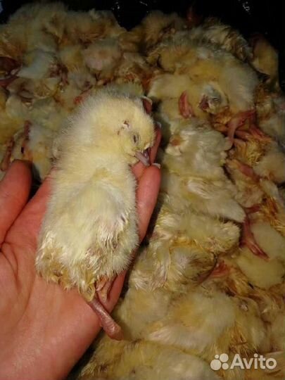 Цыплята суточные заморозка