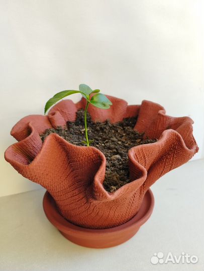 Саженцы мандарина