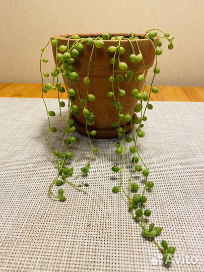 Крестовник роули