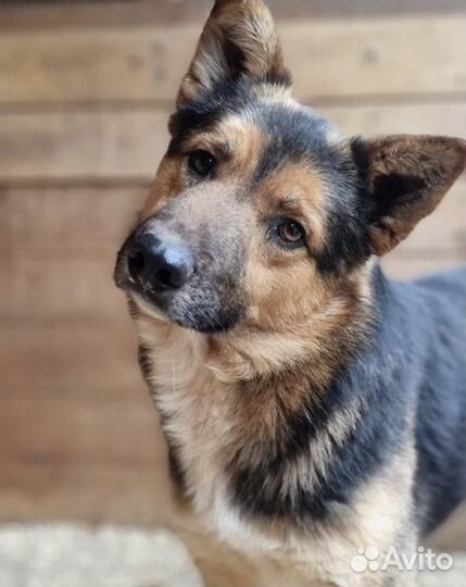 Очаровательный Бруно ищет дом