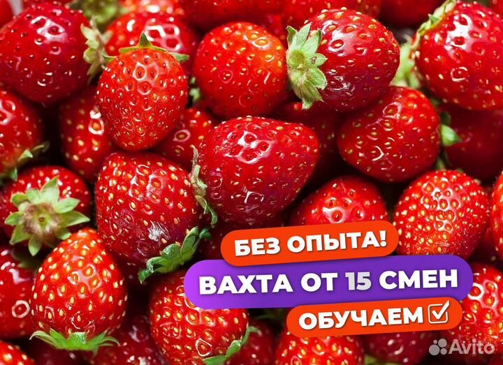 Сборщик клубники вахта с питанием Татарстан