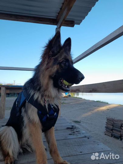 Шлейка для зкс