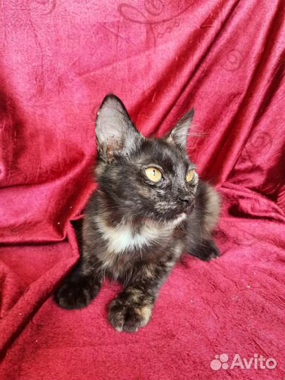 Котёнок в дар, метис мейн-куна