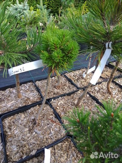 Сосна горная Литомусл на штамбе