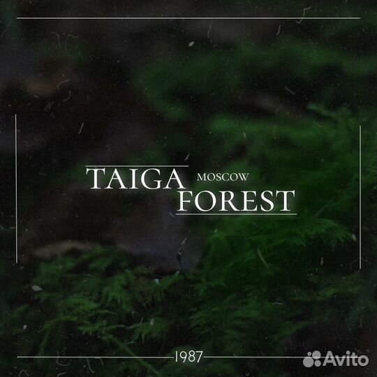 Графический дизайн