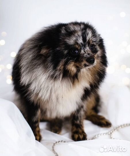 Щенок померанского шпица мальчик