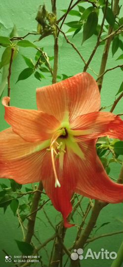 Амаралис, фиалки, диффенбахия, сциндапсус