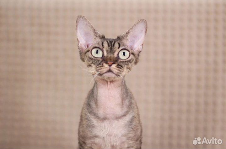 Зеленоглазая Ириша Девон-рекс в любимцы